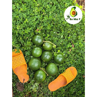 3kg Bơ Booth Lâm Đồng