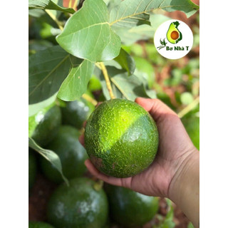 3kg Bơ Booth Lâm Đồng
