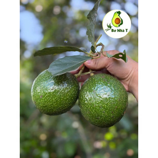 3kg Bơ Booth Lâm Đồng