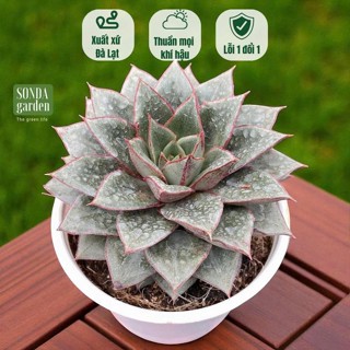  Sen đá hoa hồng đen SONDA GARDEN size trung bình 10cm cây cảnh trang trí nhà cửa lỗi 1 đổi 1 