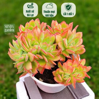  Sen đá bèo phượng hoàng lửa crest SONDA GARDEN thân thụ 1 năm tuổi 1-2 đầu chung gốc ép màu 