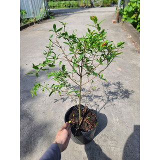 Cây Lựu đỏ Ấn  hàng nhập Thái  về