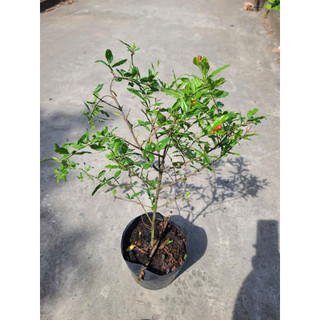 Cây Lựu đỏ Ấn  hàng nhập Thái  về