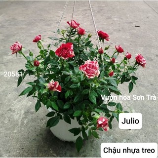 (VHST giao trong ngày) TỶ MUỘI HÀ LAN JULIO, đang hoa.