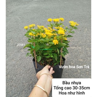 (VHST giao trong ngày) CÂY HOA TRÂM ỔI (NGŨ SẮC) hoa vàng, size nhỏ, đang hoa.