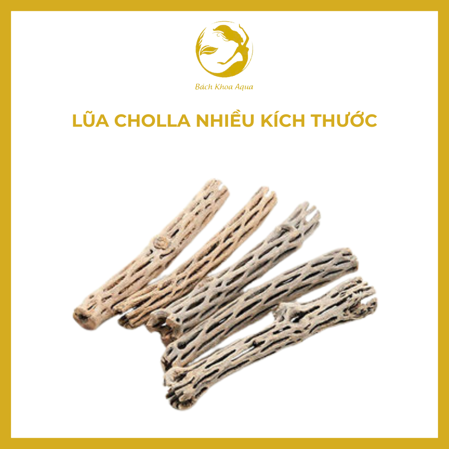 Lũa Cholla trang trí bể cá, tạo hang trú ẩn cho tép - Nhiều kích thước lựa chọn, phù hợp nhiều size bể thủy sinh
