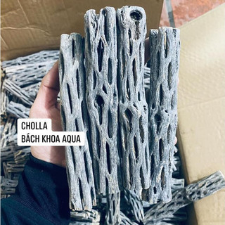 Lũa Cholla trang trí bể cá, tạo hang trú ẩn cho tép - Nhiều kích thước lựa chọn, phù hợp nhiều size bể thủy sinh