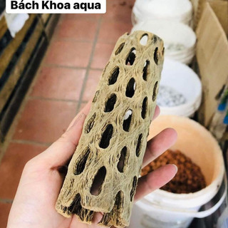 Lũa Cholla trang trí bể cá, tạo hang trú ẩn cho tép - Nhiều kích thước lựa chọn, phù hợp nhiều size bể thủy sinh