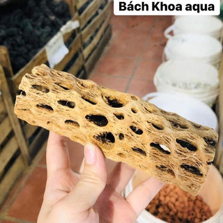Lũa Cholla trang trí bể cá, tạo hang trú ẩn cho tép - Nhiều kích thước lựa chọn, phù hợp nhiều size bể thủy sinh