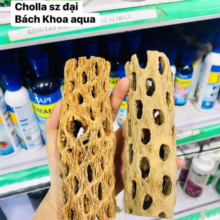 Lũa Cholla trang trí bể cá, tạo hang trú ẩn cho tép - Nhiều kích thước lựa chọn, phù hợp nhiều size bể thủy sinh