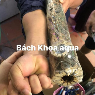Lũa Cholla trang trí bể cá, tạo hang trú ẩn cho tép - Nhiều kích thước lựa chọn, phù hợp nhiều size bể thủy sinh