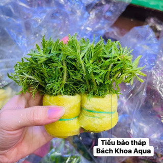 Cây thủy sinh - Cây tiểu bảo tháp