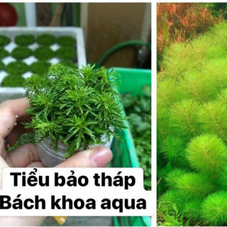 Cây thủy sinh - Cây tiểu bảo tháp
