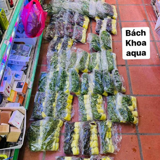 Cây thủy sinh - Vảy Ốc siêu đỏ
