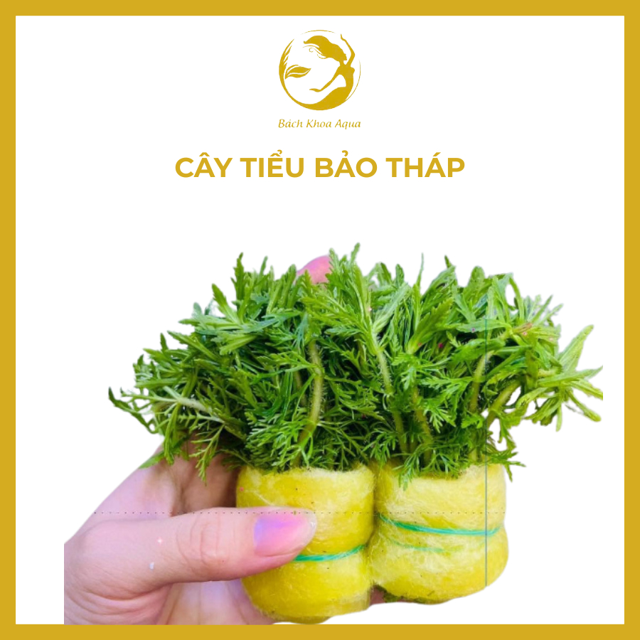 Cây thủy sinh - Cây tiểu bảo tháp