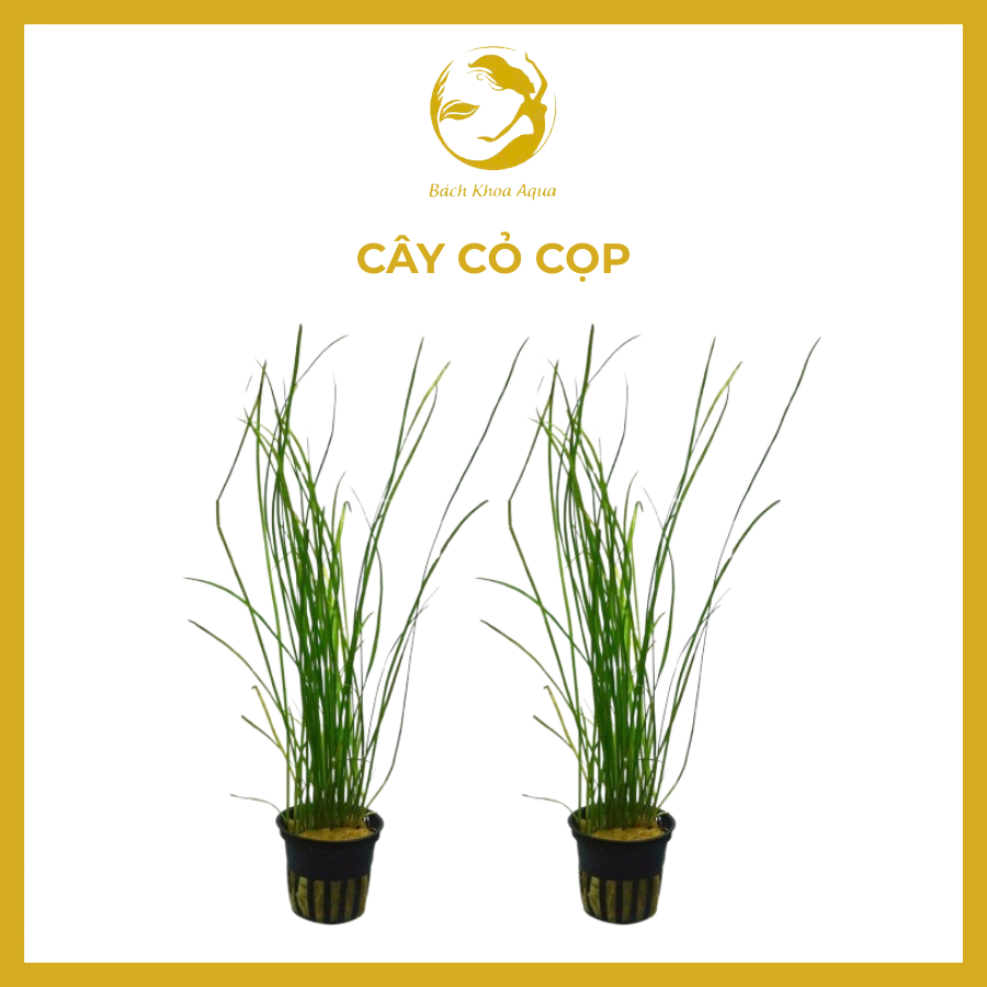 Cây thủy sinh - Cỏ cọp