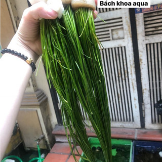 Cây thủy sinh - Cỏ cọp