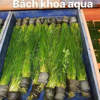 Cây thủy sinh - Cỏ cọp