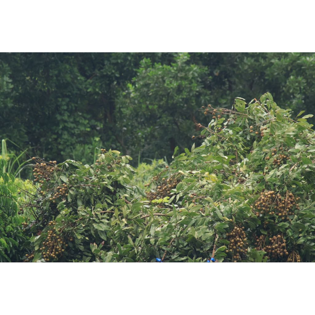 Tamron 80-210mm for canon EF full frame and crop (hàng mới về - hoạt động tốt 99%) - Ống kính Canon EF