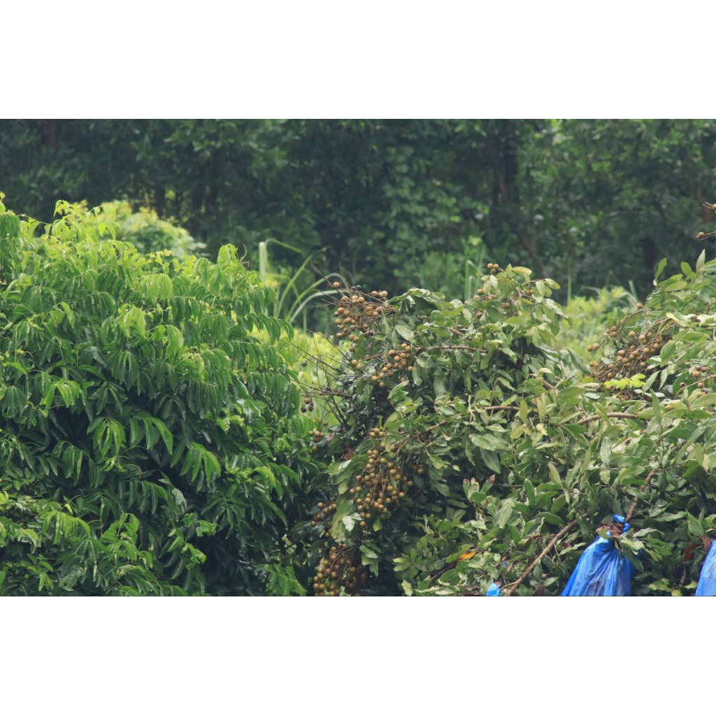 Tamron 80-210mm for canon EF full frame and crop (hàng mới về - hoạt động tốt 99%) - Ống kính Canon EF