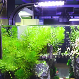 Đèn LED Kẹp X5 Cho Hồ Cá Siêu Sáng