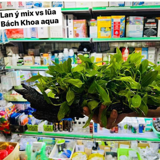 Lan Ý mix Lũa thủy sinh