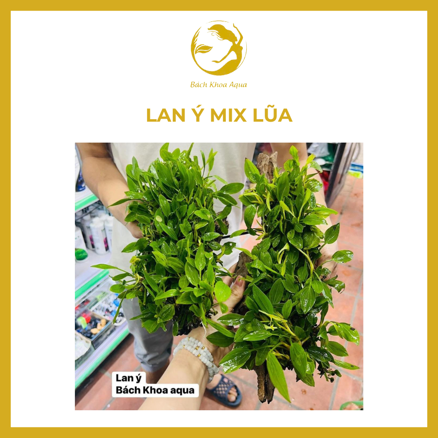 Lan Ý mix Lũa thủy sinh
