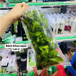 Lan Ý mix Lũa thủy sinh