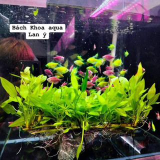 Lan Ý mix Lũa thủy sinh