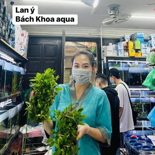 Lan Ý mix Lũa thủy sinh