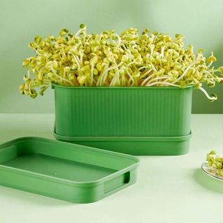 Khay Làm Giá Đỗ Rau Mầm DarlingHome Thủy Canh Tại Nhà An Toàn Sạch Sẽ Tiện Lợi -D193