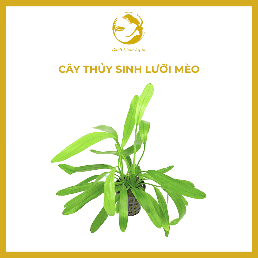 Cây thủy sinh - CÂY LƯỠI MÈO