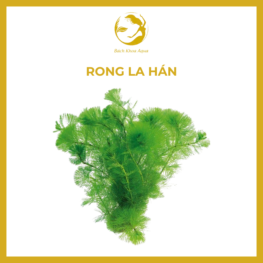 Cây thủy sinh - RONG LA HÁN