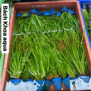 Cỏ Narong trồng bể cá cảnh