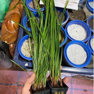 Cỏ Narong trồng bể cá cảnh