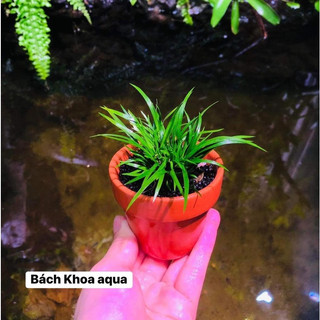 Cốc gốm đủ size trồng cây cảnh cho bể cá