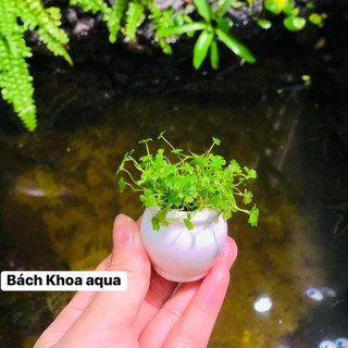 Cốc gốm đủ size trồng cây cảnh cho bể cá