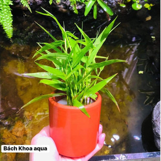 Cốc gốm đủ size trồng cây cảnh cho bể cá