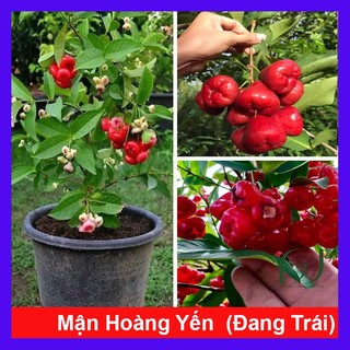  Chậu Cây Mận Hoàng Yến  cây lớn 2 năm tuổi đang trái hoặc đang hoa  cây giống ăn quả 