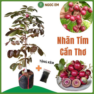  Cây nhãn long tím trồng 6 tháng cho quả dễ trồng 