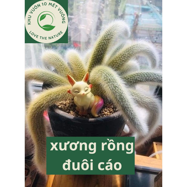 Xương Rồng Đuôi Cáo - Đuôi Chồn Vàng Chậu 1 Duôi Nhiều Hoa Dẹp Decor Cây Khả Năng Chịu Khô