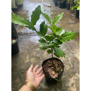 Chậu cây Trà xanh nuôi ổn định