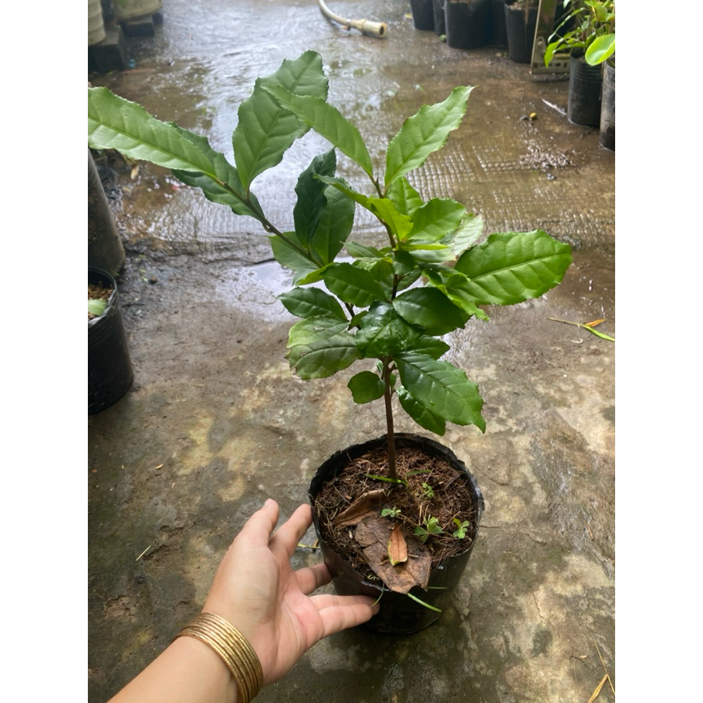 Chậu cây Trà xanh nuôi ổn định