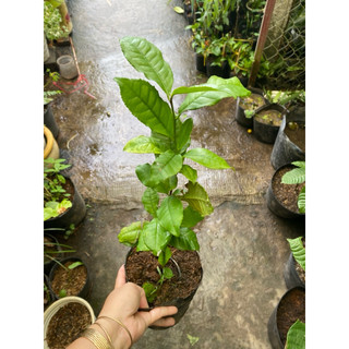 Chậu cây Trà xanh nuôi ổn định