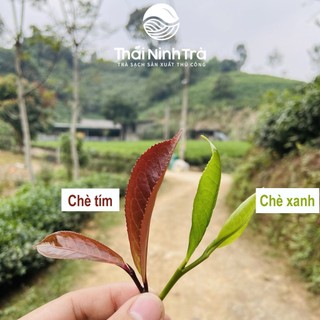 Trà tím quý hiếm Thái Ninh Trà 100G (1 gói 100g)