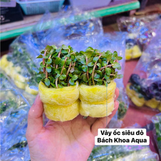Cây thủy sinh - Vảy Ốc siêu đỏ