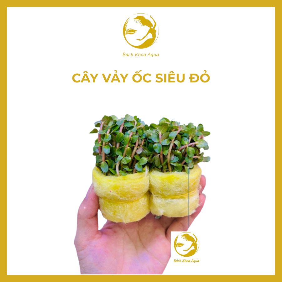 Cây thủy sinh - Vảy Ốc siêu đỏ