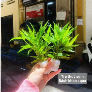 Cây Tre Cảnh thủy sinh
