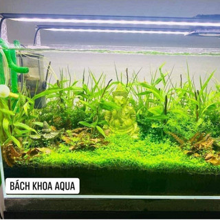Cây Tre Cảnh thủy sinh