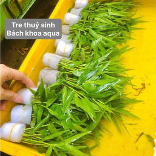 Cây Tre Cảnh thủy sinh